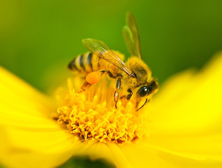„Dni Pszczoły 2023 „- rozpoczęte !